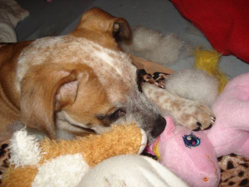 roxy sucht begeisterte hundeliebhaber zum alt werden