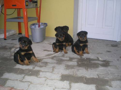 rottweiler welpen