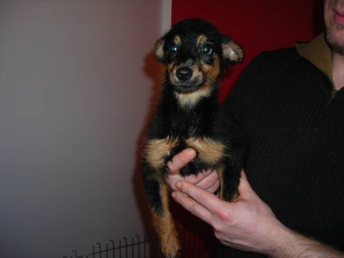 hundewelpen suchen ein zuhause