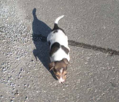 parson russell welpen