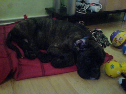 boxer wochen alt