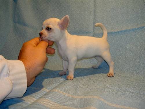 chihuahua welpen