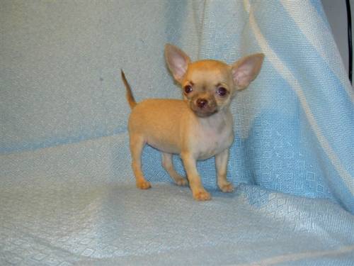 mini chihuahua