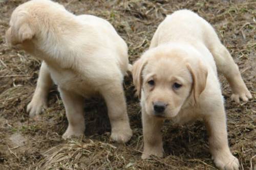 achtung kranke labrador welpe