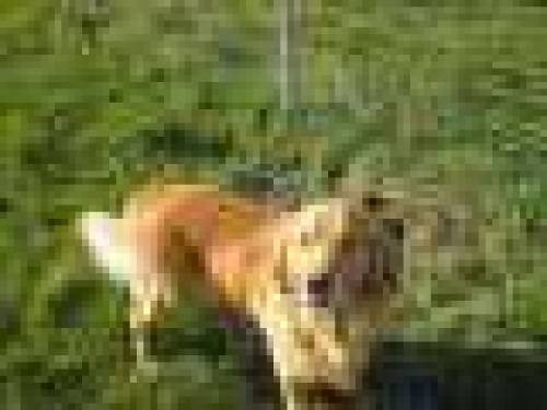golden retriever h�ndin sucht liebes neues zu hause