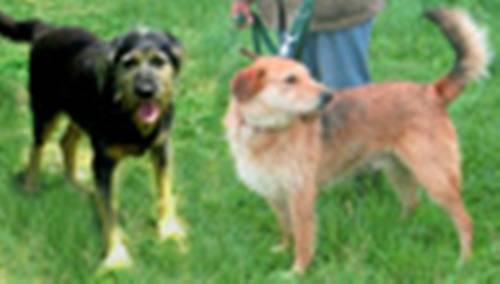 hunde duo frauchen gesucht