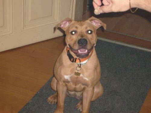 pit bull terrier xena