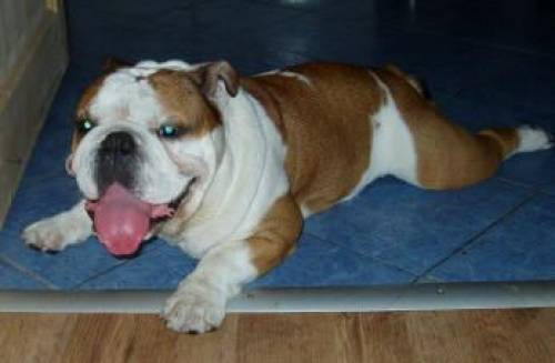 suche englische bulldoge