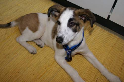 mischlingshund r�de
