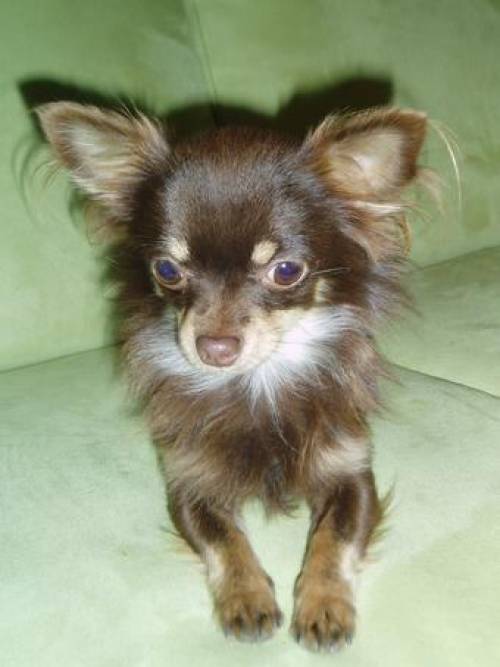 chihuahua deckr�de