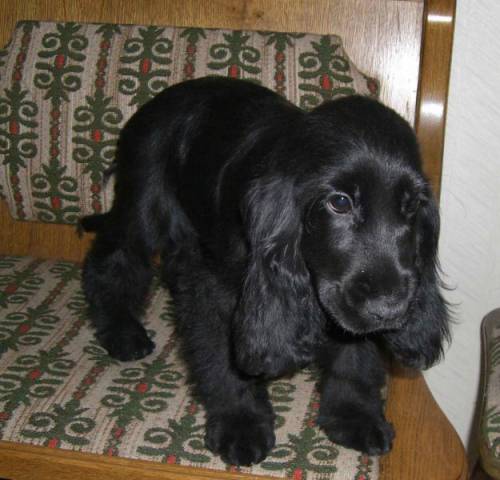 entz�ckende engl cocker spanielwelpen in schwarz