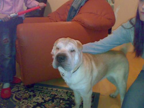 shar pei welpe