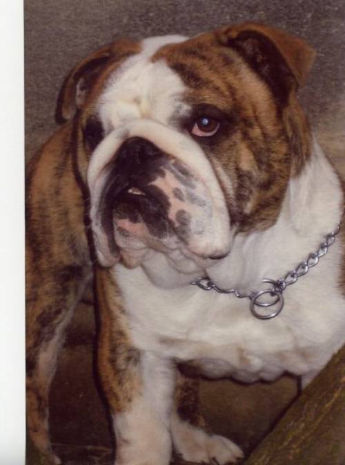 verkaufe englische bulldogge