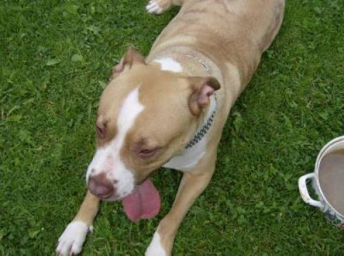 pit bull h�ndin