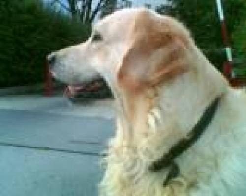 unser gesunder u ht freier weisser golden retriever