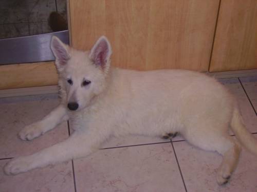 weisse sch�ferh�ndin