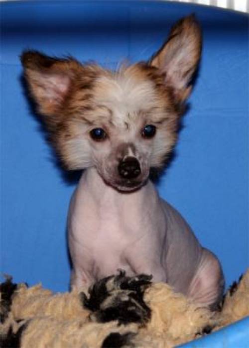 chinesischer schopfhund hairless schlag hndin foxy