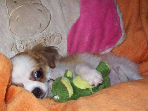 chihuahua pekinesenmix welpe