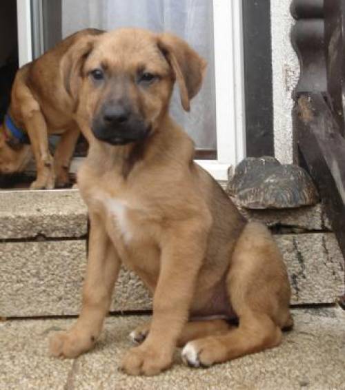 mandy mischlingshndin