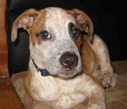 boxer pointer mischling rockxy