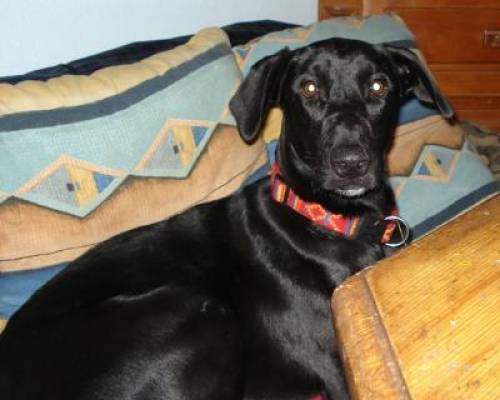 labradormischling nero