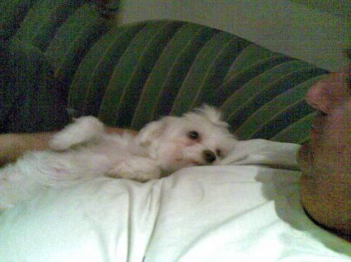 mini malteserweibchen