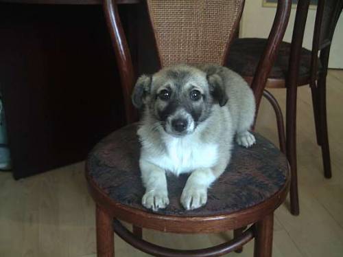 jack russel terrier mix m�del