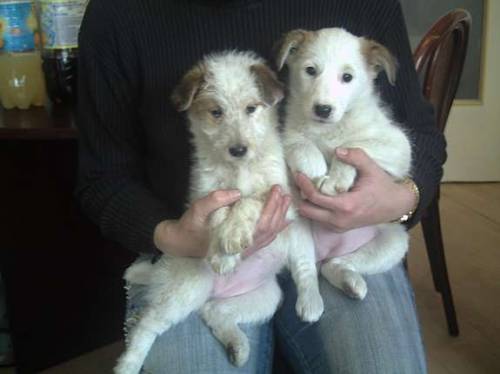 jack russel terrier mix