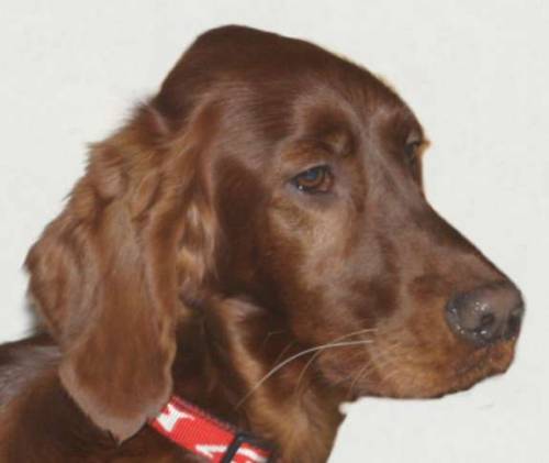 irish setter name reddeer wee lass alana