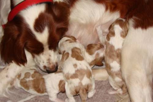 irischer rot wei�er setter welpen