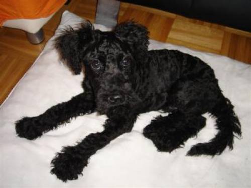 kerry blue terrier sorrell r�de
