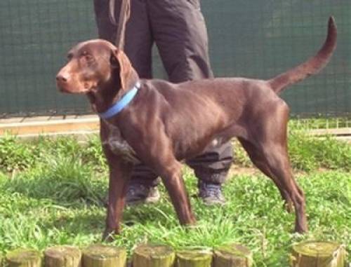 jagdhund willi r�de