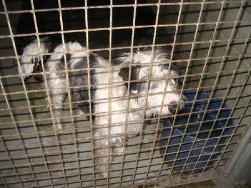 mischlingshund scotty r�de