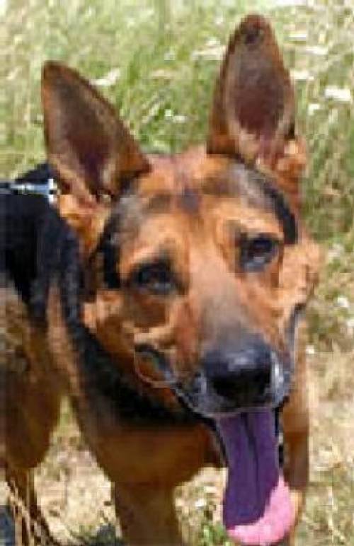 deutscher sch�ferhund hermes