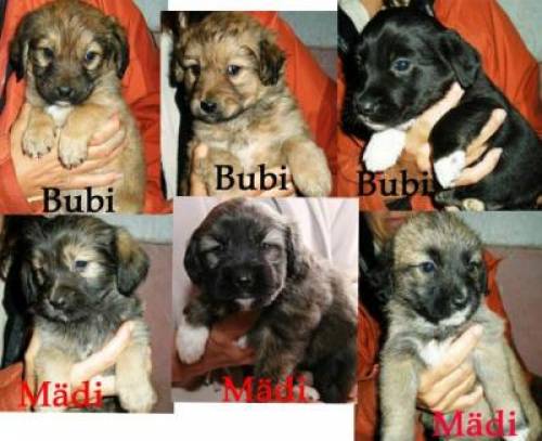  mittelgro� werdende mix welpen brauchen noch platz