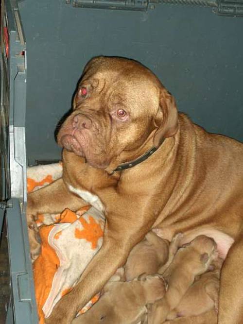 bordeaux doggen welpen