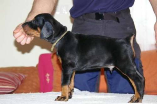  reinrassiger dobermannwelpe
