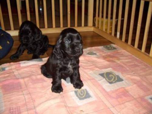 englischer cockerspaniel welpen