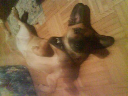 beagle dackel mischlingsh�ndin