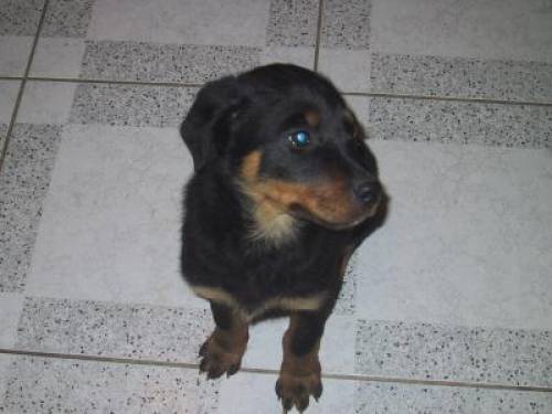 rottweiler welpen
