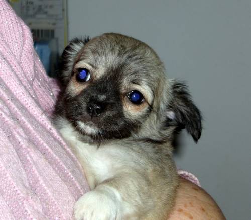 chihuahua aus �sterreich