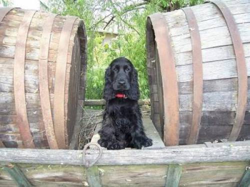 englischer cockerspaniel semmel line of fortune