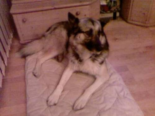 husky sch�fer mischling h�ndin