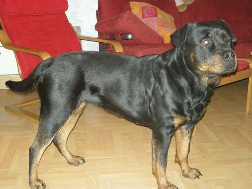 junge rottweiler h�ndin