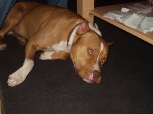 amerikanischer staffordshire terrier