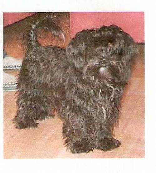 reinrassiger havaneser r�de