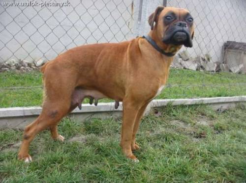 boxerh�ndin xara