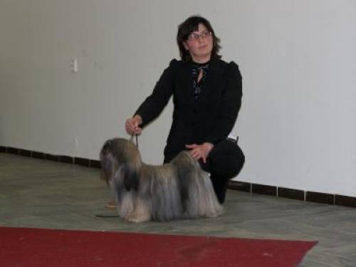 lhasa apso r�de jahre