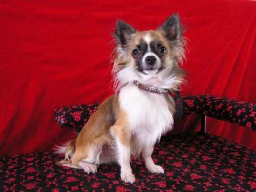 chihuahua langhaarig deckr�de