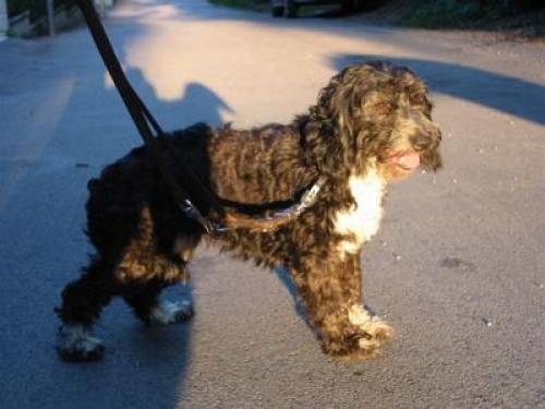  gipsy braver pudel mix